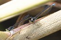 Pseudagrion deningi, Botswana-